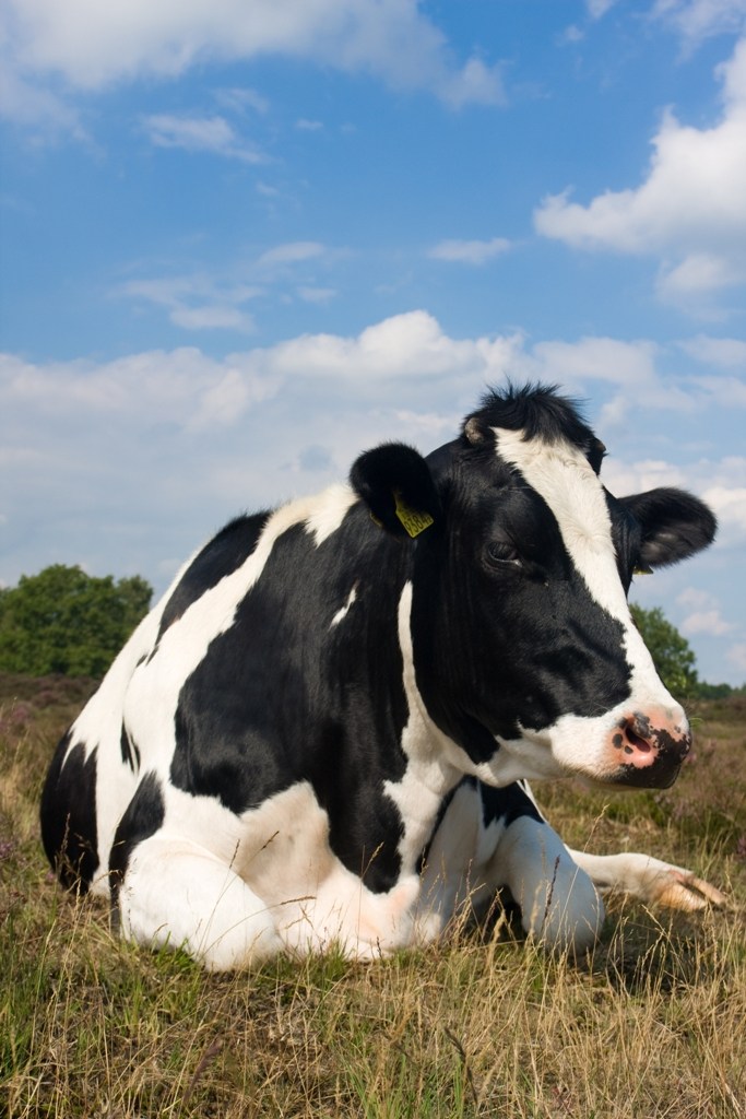 Hipocalcemia Em Vacas Leiteiras Agronovas