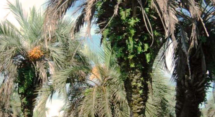 Rota do butiá, criada por gaúchos, ajuda a preservar palmeira nativa  ameaçada de extinção, Globo Rural