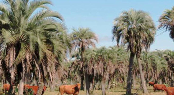 Rota do butiá, criada por gaúchos, ajuda a preservar palmeira nativa  ameaçada de extinção, Globo Rural