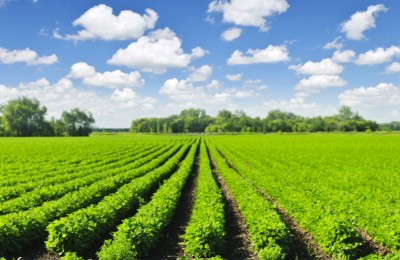 Rows of soy plants in a field