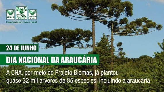 Dia Nacional da Araucária_v