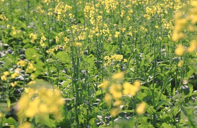 foto-lavoura-canola-web