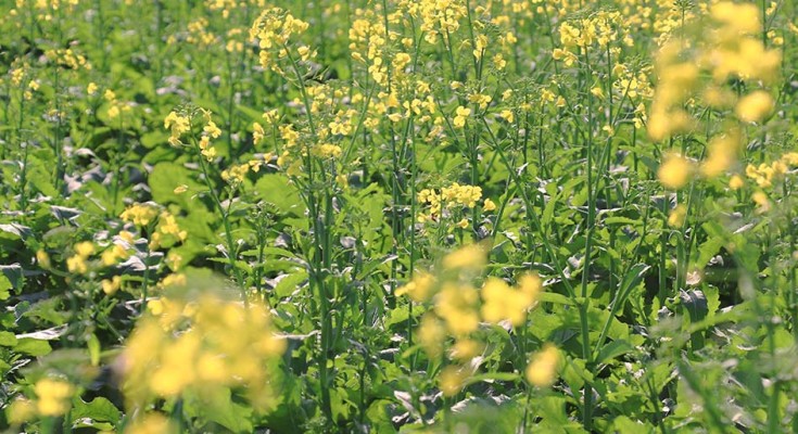 foto-lavoura-canola-web