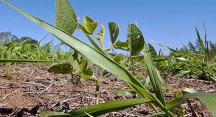 plantação-web