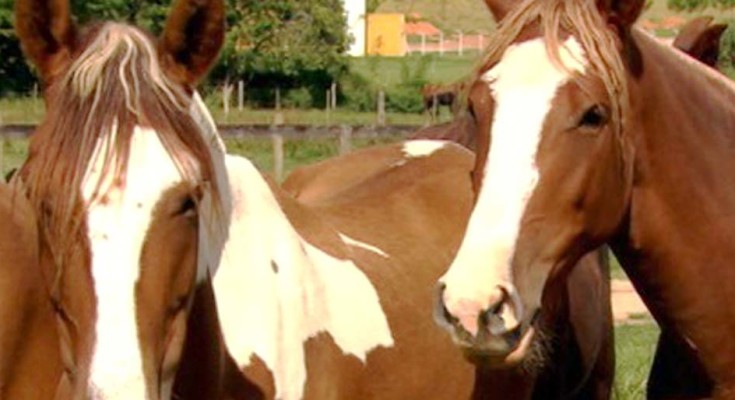 mormo-cavalo-web