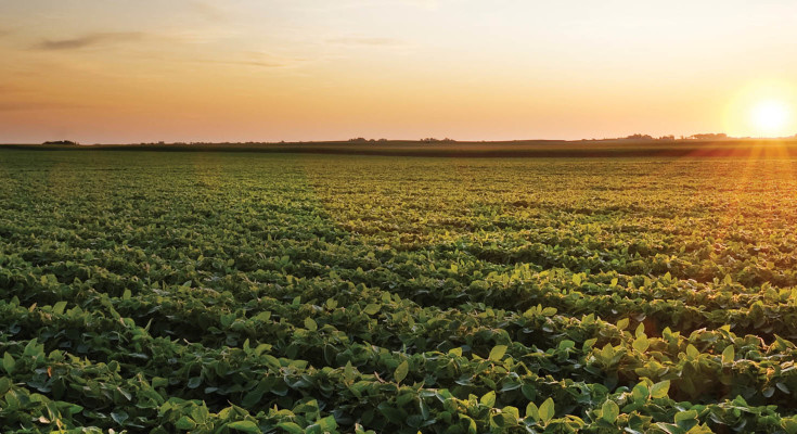 Soybean Sunrise