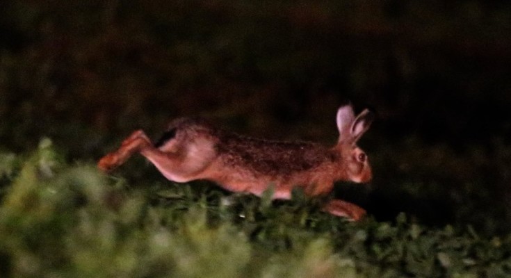 especie-foi-trazida-para-argentina-e-chile-visando-a-caca-esportiva-e-teria-se-proliferado-pelo-paises-vizinhos-ate-chegar-ao-brasil