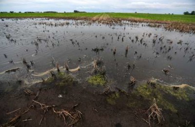 Soja inundada