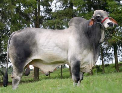 Brahman