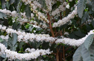 Café Florada