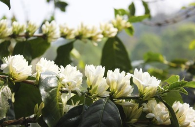 Florada do Café