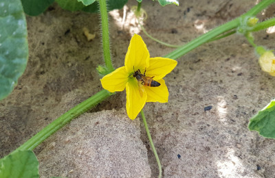 Flor do Melão