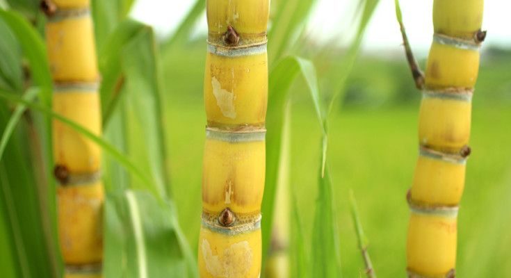 Sugar Cane Tree